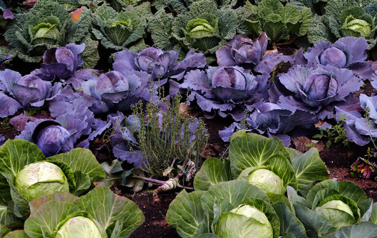 Clases De Coles Maqu Plantas Del Maresme De Calidad