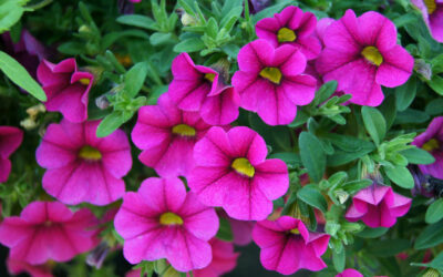 Calibrachoa