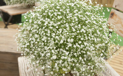 Gypsophila muralis