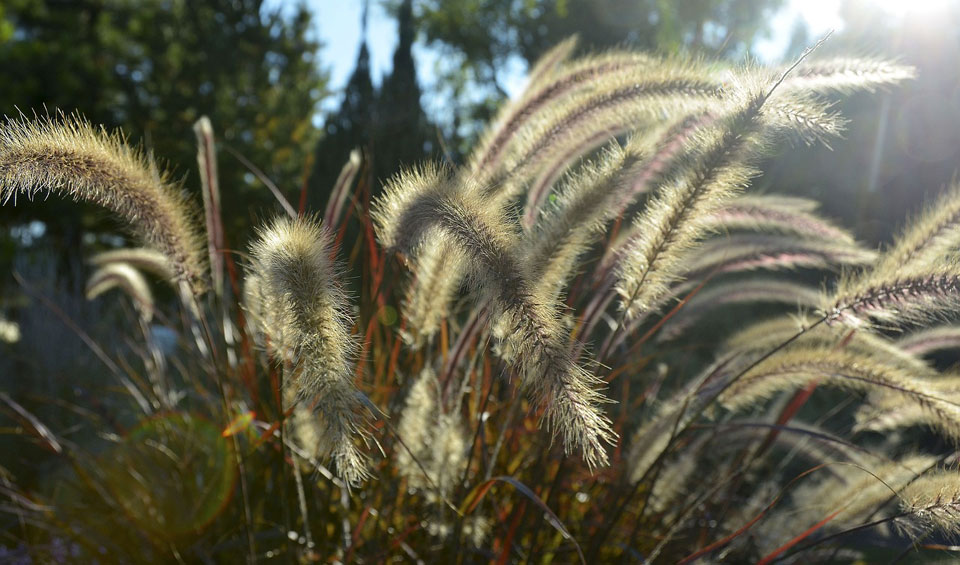 Pennisetum