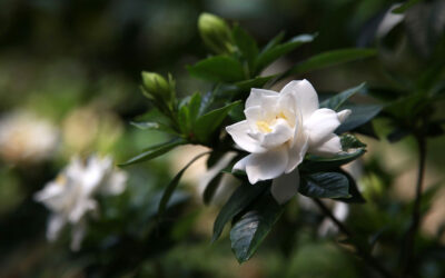 Gardenia jasminoides