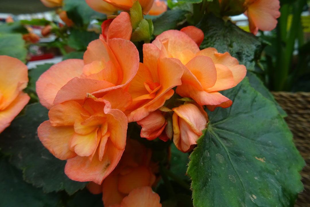 Begonia elatior en color naranja.