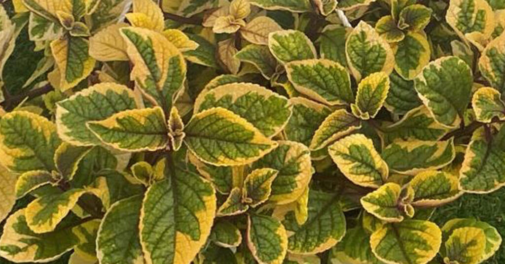 Plectranthus guacamole, follaje