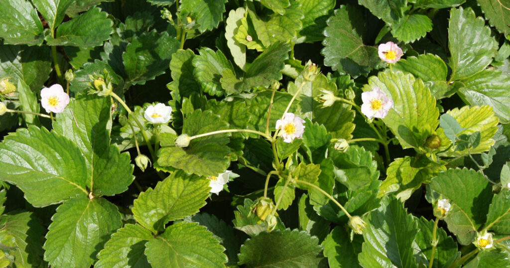 Flores de Fragaria