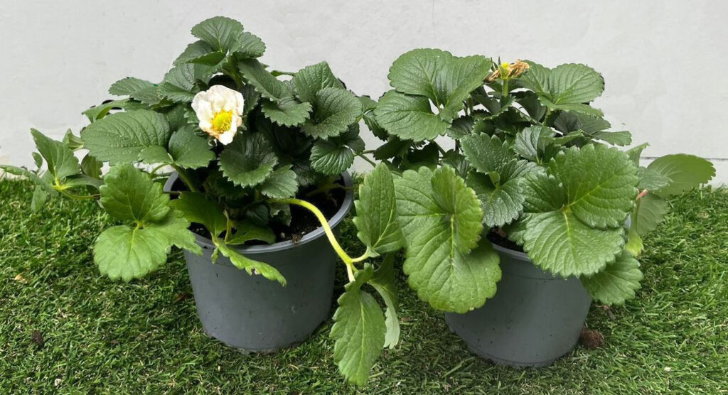 Fragaria de MaQu en M-13