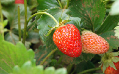 Fresa o Fragaria