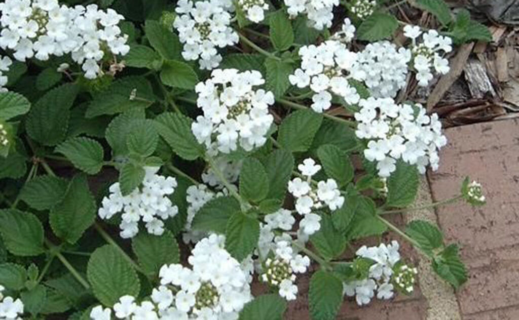 Lantana montevidensis blanca