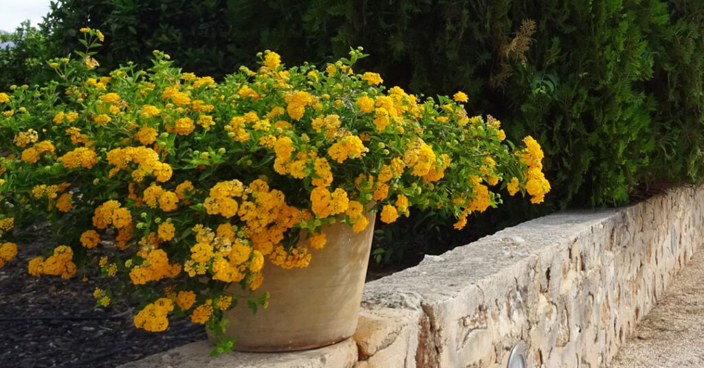 Lantana montevidensis amarilla