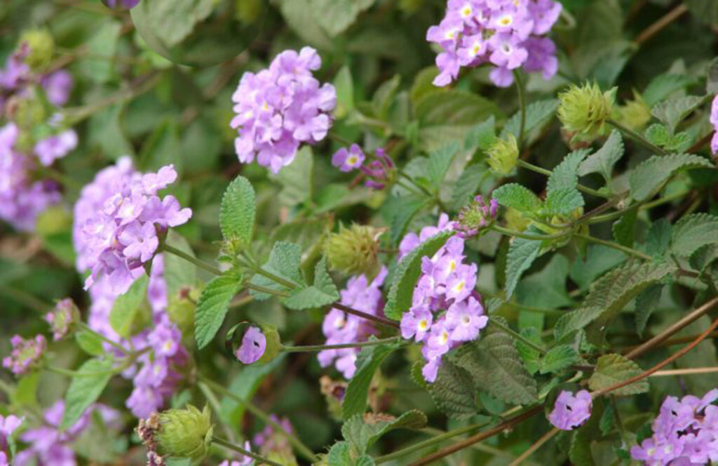 Lantana montevidensis lila