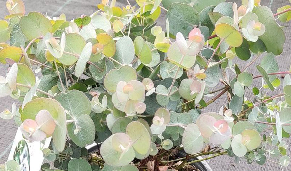 Eucalyptus cinerea MaQu de Poleplants.