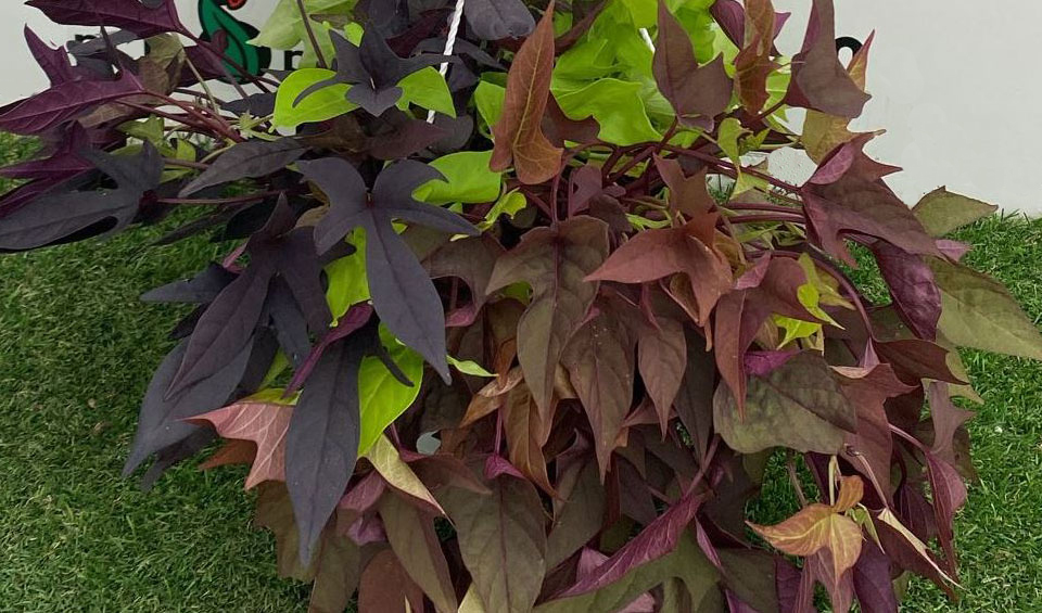 Ipomoea batatas 'Tricolor' de MaQu