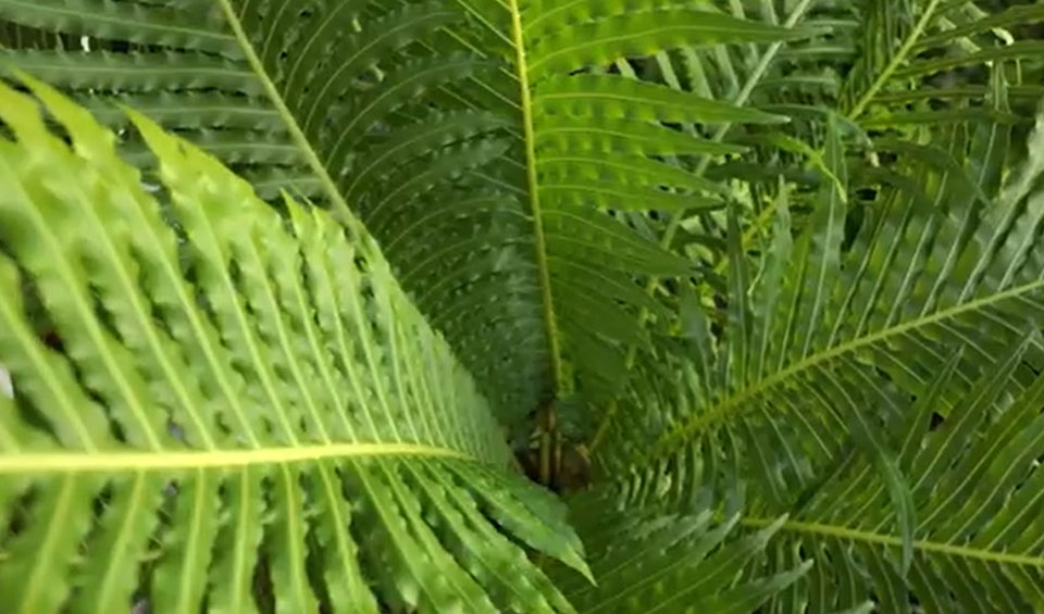 Blechnum gibbum de MaQu