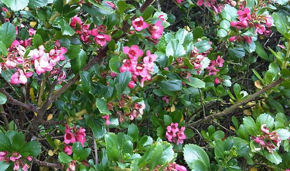 Escalonia macrantha en seto